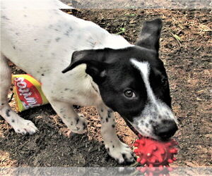 Bandito - Male Dalmatian-Unknown Mix Dog for Adoption - Photo #5