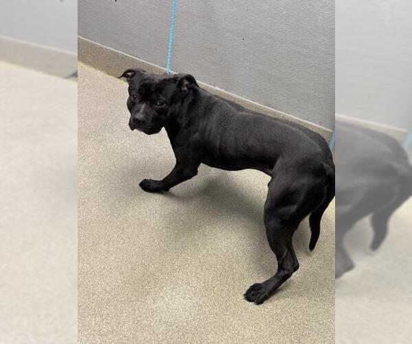 Medium Photo #1 Mutt Puppy For Sale in Las Vegas, NV, USA