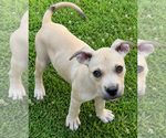 Small #6 Mutt