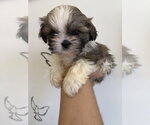 Small #2 Shih Tzu