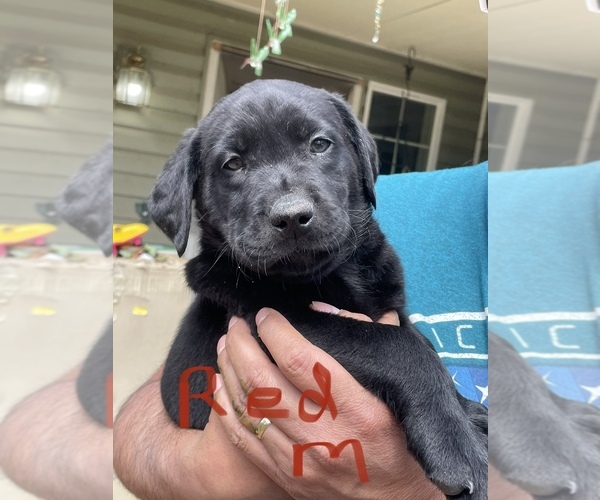 Medium Photo #1 Labrador Retriever Puppy For Sale in PORT ORCHARD, WA, USA