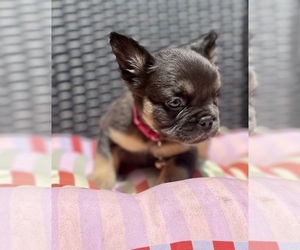 French Bulldog Puppy for sale in SAN ANTONIO, TX, USA