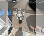 Small #1 French Bulldog