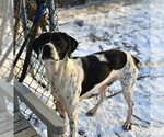 Jax - Male Brittany-Unknown Mix Dog for Adoption - Small photo