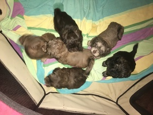 Shih-Poo Puppy for sale in ROCKVILLE, MD, USA