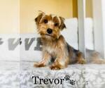 Small Photo #1 Yorkshire Terrier Puppy For Sale in ALGOOD, TN, USA