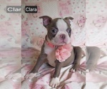 Small #9 Boston Terrier