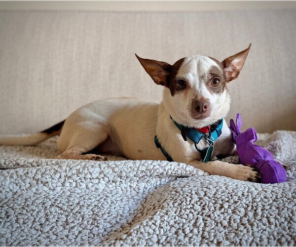 Medium Photo #2 Rat-Cha Puppy For Sale in Atlanta, GA, USA