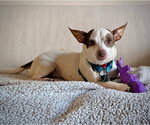 Small Photo #2 Rat-Cha Puppy For Sale in Atlanta, GA, USA