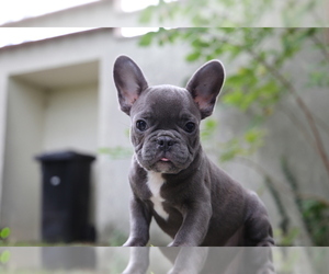 French Bulldog Puppy for sale in ERIAL, NJ, USA