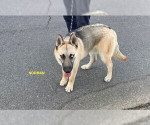 NORMAN - Male Siberian Husky-Unknown Mix Dog for Adoption - Photo #3