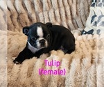 Small Photo #2 Boston Terrier Puppy For Sale in STRASBURG, OH, USA