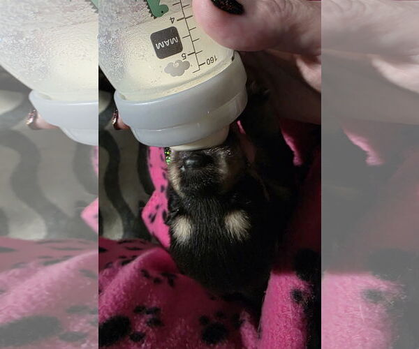 Medium Photo #9 Siberian Husky-Unknown Mix Puppy For Sale in McKinney, TX, USA