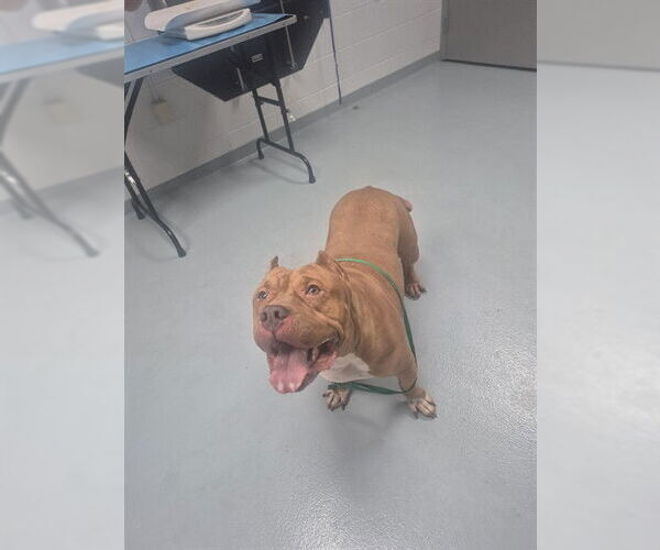 Medium Photo #1 Mutt Puppy For Sale in St. Cloud, FL, USA