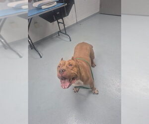 Mutt Dogs for adoption in St. Cloud, FL, USA