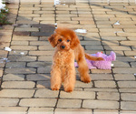Small #6 Cavapoo (Miniature)