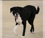 Small #7 Border Collie Mix