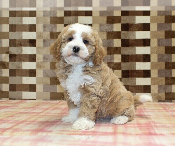 Medium Photo #1 Bernedoodle (Miniature) Puppy For Sale in DENVER, PA, USA
