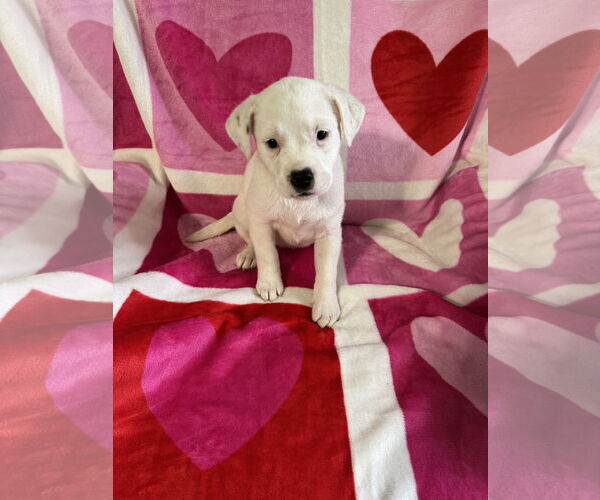 Medium Photo #2 American Pit Bull Terrier-Unknown Mix Puppy For Sale in Hillsboro, MO, USA