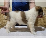 Small #1 Central Asian Shepherd Dog