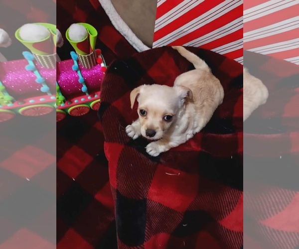 Medium Photo #2 Cairn Terrier-Unknown Mix Puppy For Sale in Arlington, WA, USA