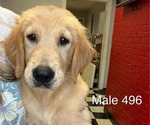 Puppy Male 496 Golden Retriever