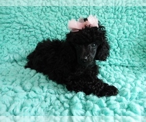 Medium Poodle (Toy)