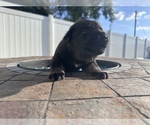 Small #2 German Shepherd Dog