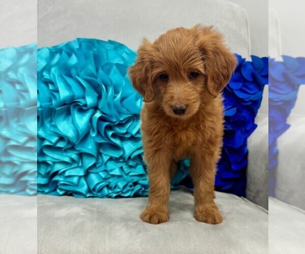 Medium Photo #6 Double Doodle Puppy For Sale in LAGRANGE, GA, USA