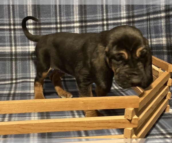 Medium Photo #5 Bloodhound Puppy For Sale in FORT MORGAN, CO, USA