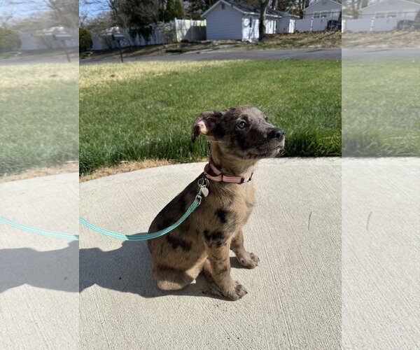 Medium Photo #3 Catahoula Leopard Dog-Unknown Mix Puppy For Sale in Oakhurst, NJ, USA