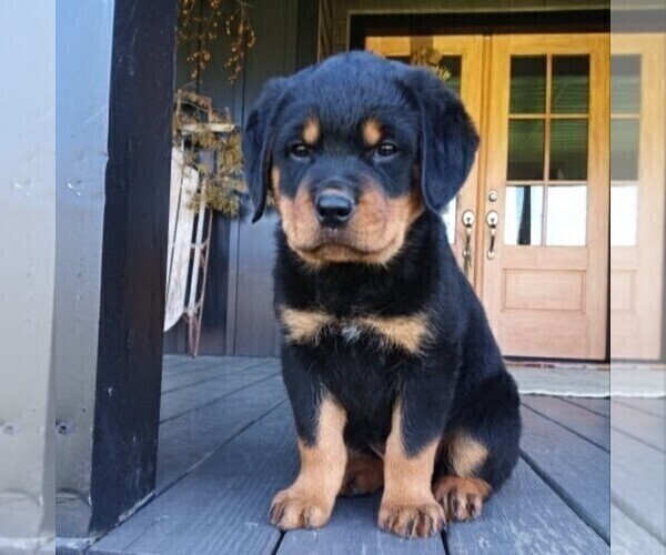 Medium Photo #1 Rottweiler Puppy For Sale in CHAMBERSBURG, PA, USA