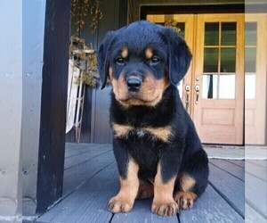 Rottweiler Puppy for sale in CHAMBERSBURG, PA, USA