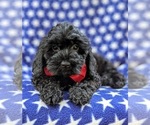 Small Photo #12 Cock-A-Poo-Poodle (Miniature) Mix Puppy For Sale in CHRISTIANA, PA, USA