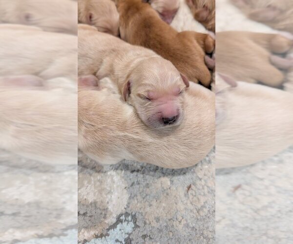 Medium Photo #3 Golden Retriever Puppy For Sale in SACRAMENTO, CA, USA