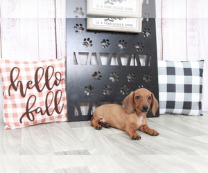 Dachshund Puppy for sale in MARIETTA, GA, USA