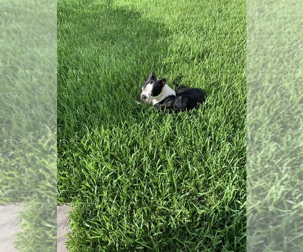 Medium Photo #1 Boston Terrier Puppy For Sale in RICHMOND, TX, USA