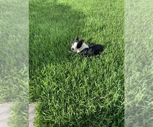 Father of the Boston Terrier puppies born on 05/26/2025