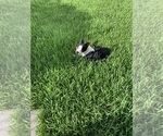 Small Photo #1 Boston Terrier Puppy For Sale in RICHMOND, TX, USA
