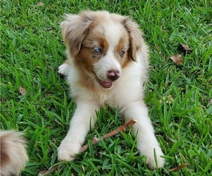 Miniature Australian Shepherd Puppy for sale in POPLARVILLE, MS, USA