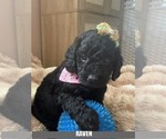 Puppy RAVEN Labrador Retriever
