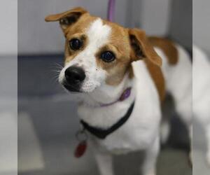 Chihuahua-Unknown Mix Dogs for adoption in San Antonio, TX, USA