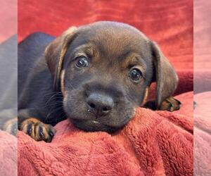 Phoenix Pup - Mercury - Female Raggle Dog for Adoption - Photo #2
