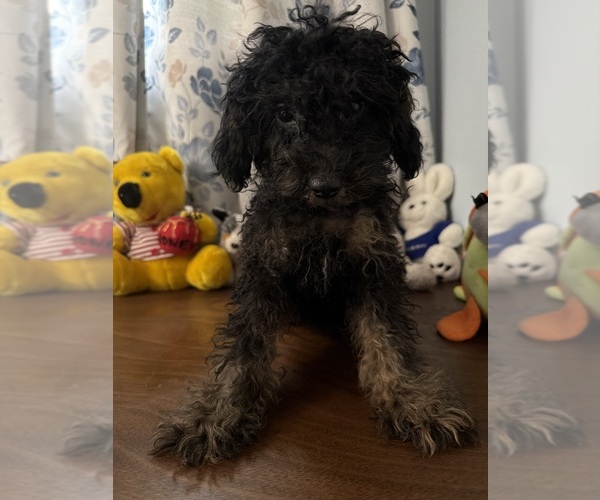 Medium Photo #13 Yorkipoo Puppy For Sale in DURHAM, CT, USA