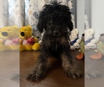 Yorkipoo puppie - Male Yorkipoo Puppy for Sale - Photo #13