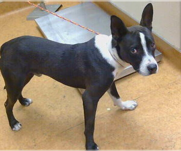 Medium Photo #1 Mutt Puppy For Sale in Sacramento, CA, USA