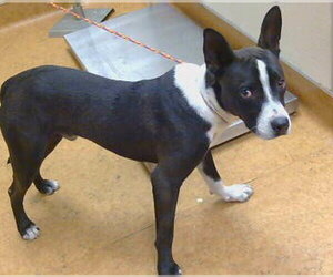 Mutt Dogs for adoption in Sacramento, CA, USA