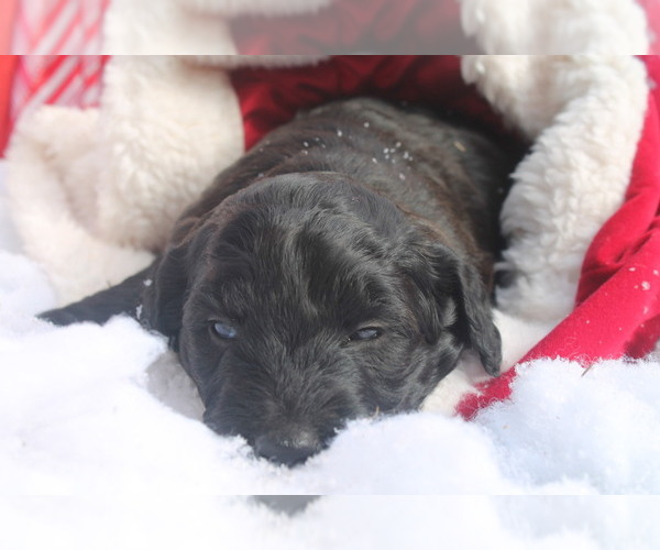 Medium Photo #5 Goldendoodle Puppy For Sale in ROCKY MOUNT, NC, USA