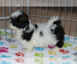 Small Photo #3 Shih Tzu Puppy For Sale in ORO VALLEY, AZ, USA
