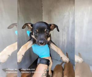 Chihuahua-Unknown Mix Dogs for adoption in San Antonio, TX, USA